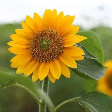 Girasole Pensjonat Lamezia Terme