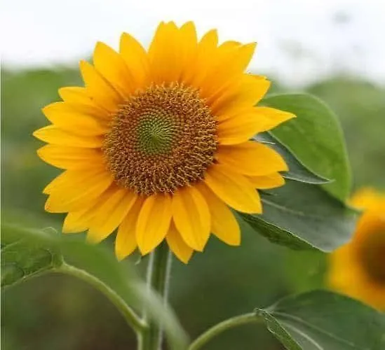 Girasole Gasthof Lamezia Terme